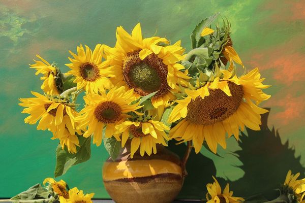 Le tournesol n'a pas besoin d'une boussole.