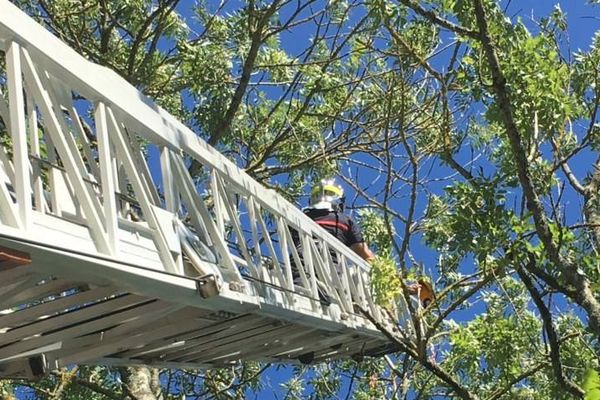 Les pompiers du Gers ont été appelés pour sauver un perroquet d'un arbre. Ils ont dû déployer la grande échelle.