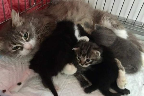 Les chats errants sont récupérés dans des lieux insolites par les membres de l’association Entraide Amis des Chats et des Pigeons des Villes, EAPCV.