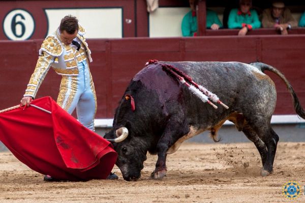 Berreón, n° 58, 596 kilos a la robe grise typique de La Quinta. Il semble foncer avec noblesse dans la muleta de Juan Bautista, mais il ne durera pas…