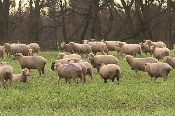 Les brebis brouteront ce colza jusqu'au mois de mars