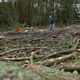 Entre 150 et 200 arbres ont été abattu à Homblières dans l'Aisne pour permettre à une entreprise d'effectuer des travaux sur l'étang.