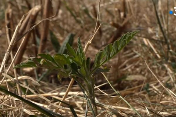 La floraison de l'ambroisie sera plus tardive cet été à cause de la canicule. 