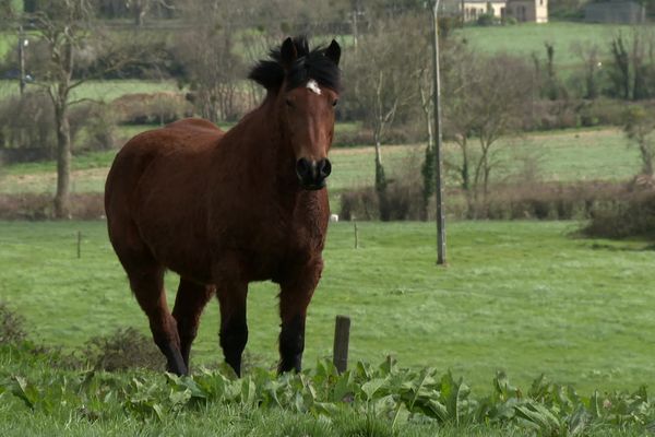 Le COB normand, cheval de trait français favori de la police montée.