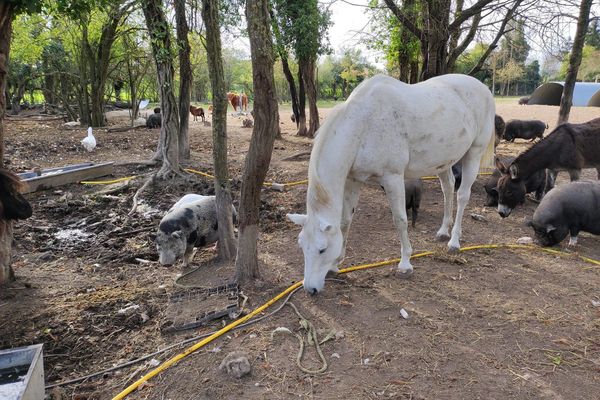 Près de 200 animaux du refuge vont être déplacés à 500 kilomètres d'Amiens.