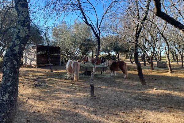 En ces périodes de fêtes, les soins apportés aux animaux ne s’arrêtent pas. À Saint-Brès, près de Montpellier un couple de restaurateurs a monté un refuge pour accueillir les chevaux en fin de vie, souvent délaissés ou maltraités par leurs anciens propriétaires.