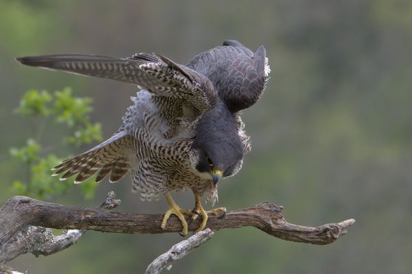 Le faucon pèlerin est particulièrement présent dans la région