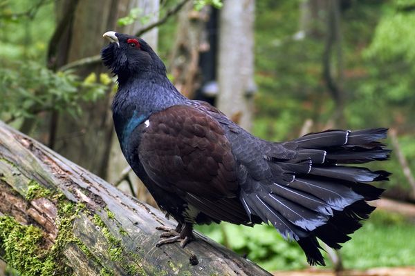 Le grand tétras est l'un des animaux emblématiques du massif du Jura 