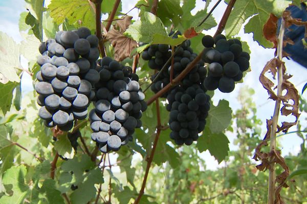 Les grappes de raisin particulièrement belles cette année dans le sud de l'Aisne