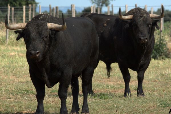 Deux des tors du Curé de Valverde qui seront combattus dimanche à Alès.