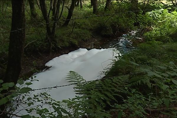 Sur plusieurs kilomètres, la Montane a été touchée par une pollution d'origine chimique.