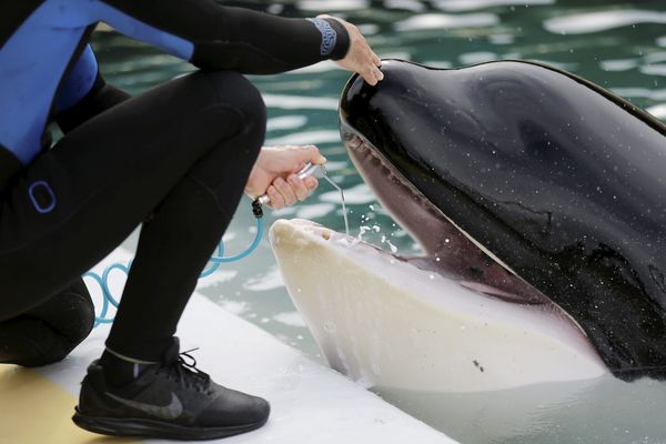 L'orque Inouk, photographiée dans les bassins du parc Marineland à Antibes, en avril 2019.