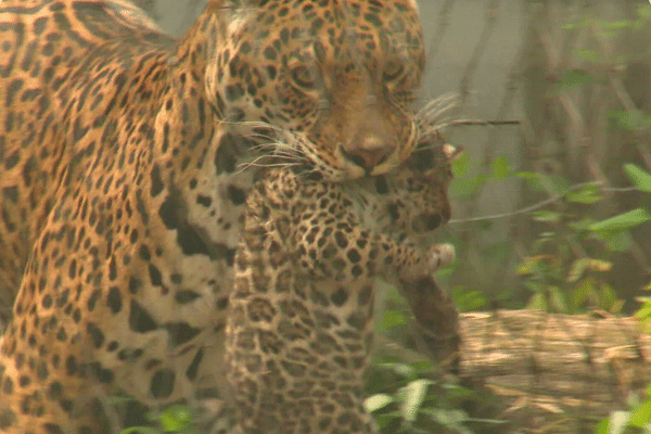 A seulement un mois, le bébé jaguar est choyé et éduqué par sa maman.