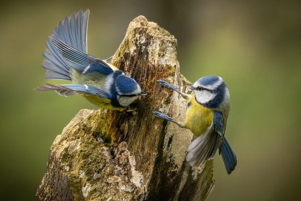 Auxerre : la chasse aux rats est ouverte - France Bleu