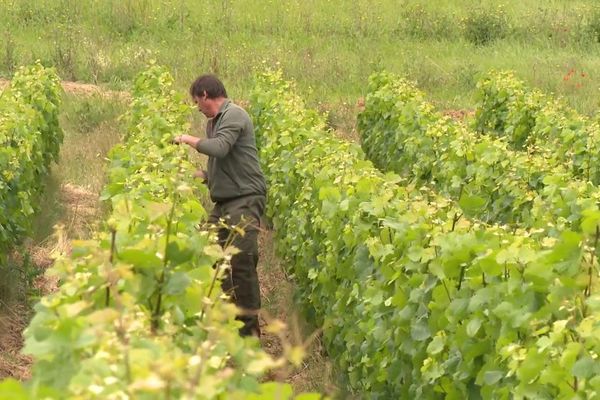 La lutte contre la flavescence dorée passe par une inspection attentive des parcelles.