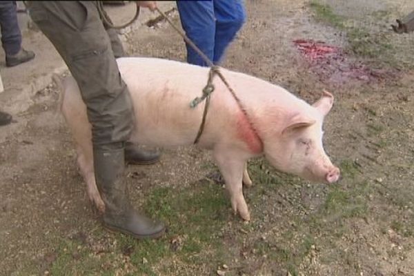 Dernier instants de vie pour ce cochon du Haut-Doubs 