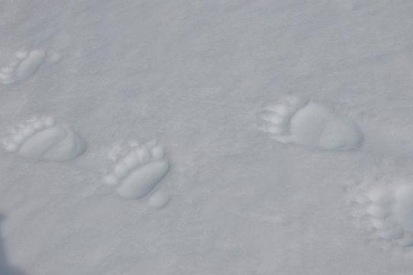 Les traces photographiées par un garde du Parc National des Pyrénées