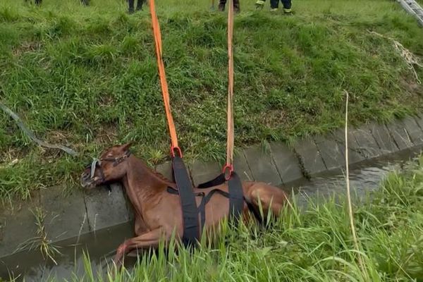 Pour sortir de ce fossé d'environ 3 mètres, le cheval a dû être sédaté puis sanglé.