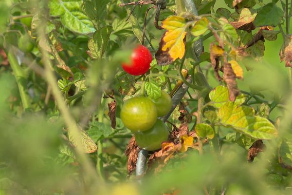 Les tomates peinent à murir cette année