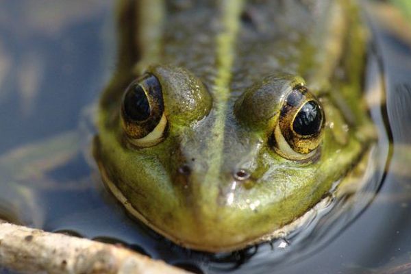 Les grenouilles de la famille Pécharas devront élire une autre mare pour vivre.