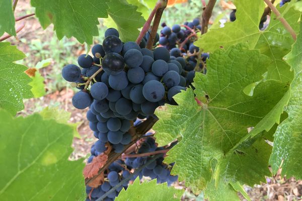 Dans les Deux-Sèvres, plusieurs vignerons laissent la nature œuvrer et produisent un vin naturel.