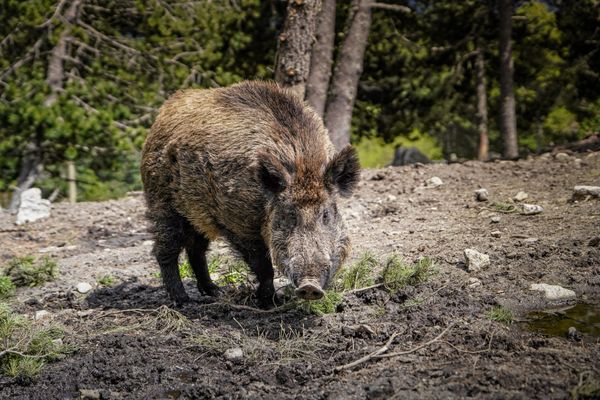 Les sangliers détruisent les jardins et les clôtures des habitants