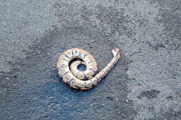 Quand un python fait la une de la rubrique "chiens écrasés"...