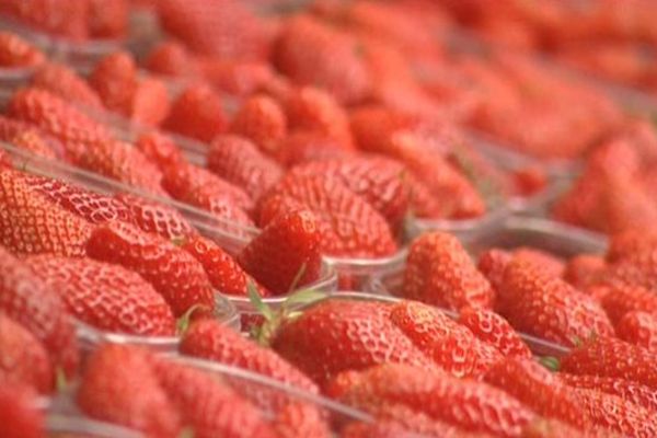 Correze Pas De Fete De La Fraise A Beaulieu Sur Dordogne Cette Annee