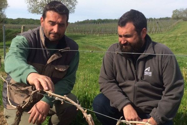 Le technicien de la chambre d'agriculture de Gironde et le propriétaire font l'inspection des parcelles pour évaluer les dégâts liés au gel du week-end dernier. 