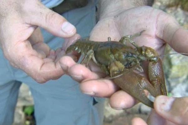 Écrevisse à pattes blanches vivant dans le lac de Breil