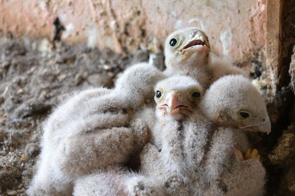 Cinq fauconneaux ont vu le jour au Musée des Maisons Comtoises, à Nancray.