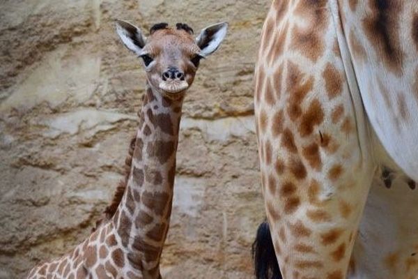 Esmeralda, girafon du Bioparc de Doué-la-Fontaine née le 15 avril 2019 alors que Notre-Dame de Paris s'embrasait