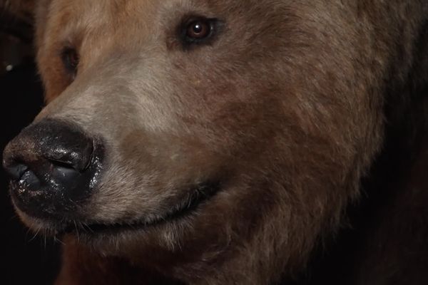 L'ours s'expose au musée Lecoq de Clermont-Ferrand jusqu'au 22 septembre 2024