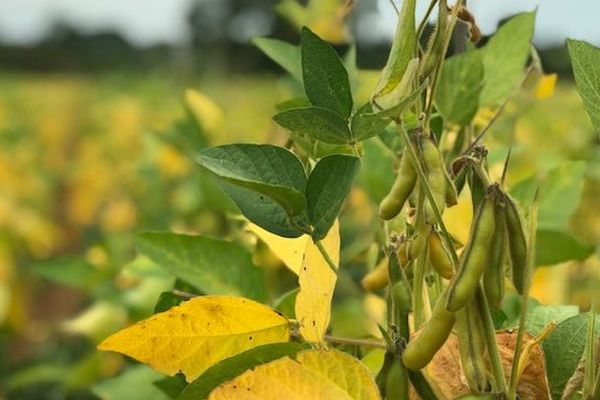 De petites exploitations produisent du soja dans les Deux-Sèvres. 