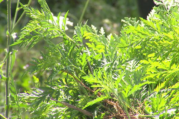 L'ambroisie, dont le pollen est extrêmement allergisant, est en recrudescence dans les zones urbanisées selon l'adjoint au maire de Saint-Priest, en charge des espaces verts. 3 août 2020.