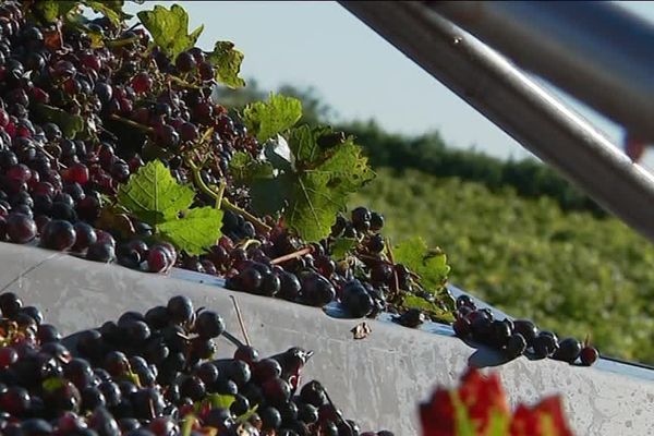 Après un printemps pluvieux, le soleil de cet été aura permis aux grappes de bien se développer