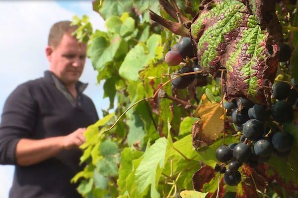 Les vignes n'ont pas été épargnées par les intempéries cette année. 