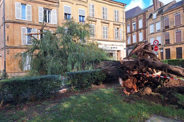 L'arbre ombrageait la rue des Liégeois depuis des décennies.