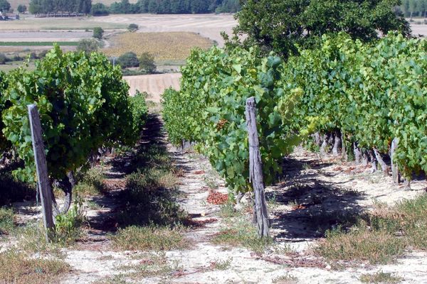 Le vignoble du Haut-Poitou, ici sur la commune de Marigny-Brizay (VIENNE). 