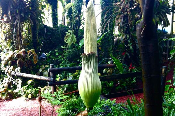 La fleur de l' Amorphophallus titanum mesure jusqu'à trois mètres.