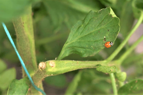 Une agriculture près de Paris qui favorise la biodiversité