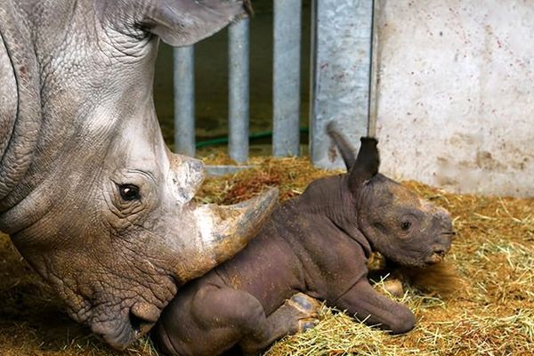 Eléonore, la femelle rhinocéros, a mis son petit au monde sans l'aide des soigneurs