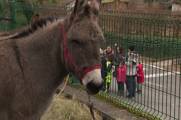 Trois ânes dans une école du Puy-de-Dôme pour éviter la fermeture de l'une des trois classes