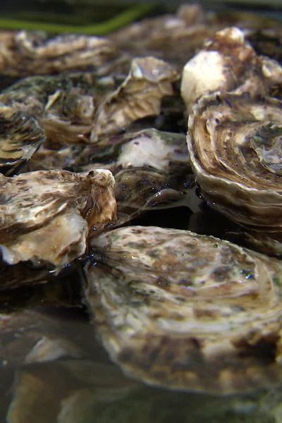 Les professionnels du bassin de Thau à pied d’œuvre pendant les fêtes de fin d'année.