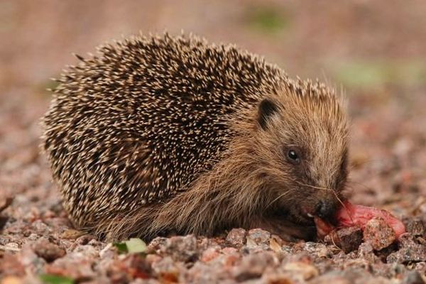 Bourgogne-Nature lance une grande enquête sur le hérisson d'Europe. 