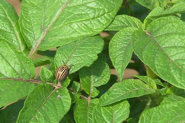 Le doryphore est un insecte ravageur de pomme de terre.