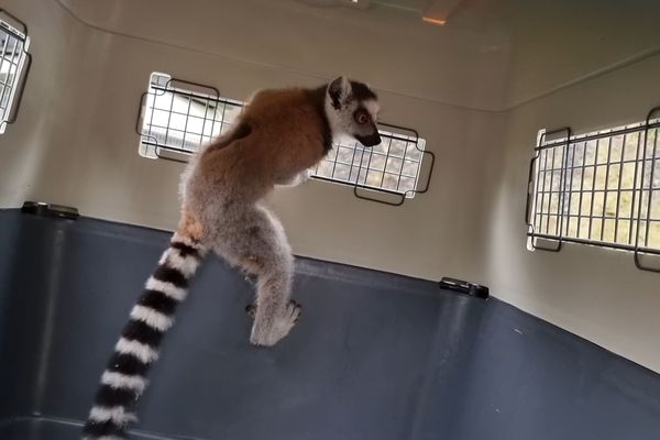 Un maki catta (primate) lors de la saisi d'une cinquantaine d'animaux au Moulin de Montfrange à Espiet.