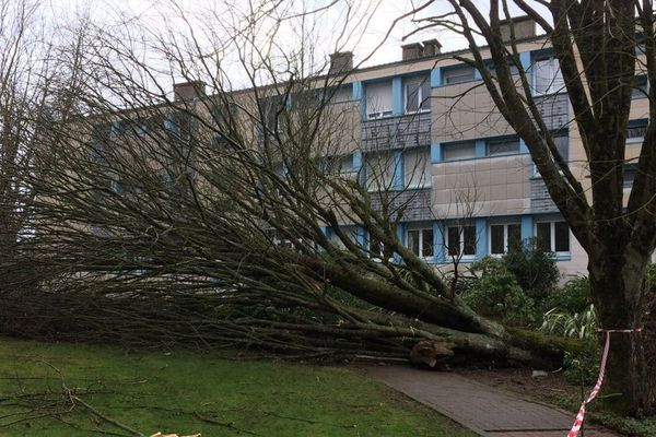 L'arbre tombé à cause des rafales, sous lequel s'est retrouvé trois élèves du lycée Paul Sérusier à Carhaix (29)