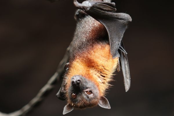 Un cas de rage découvert sur une chauve-souris en Mayenne