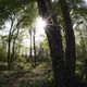 Les forestiers privés jouent un rôle crucial dans l'entretien des forêts, indispensable à leur bonne santé.